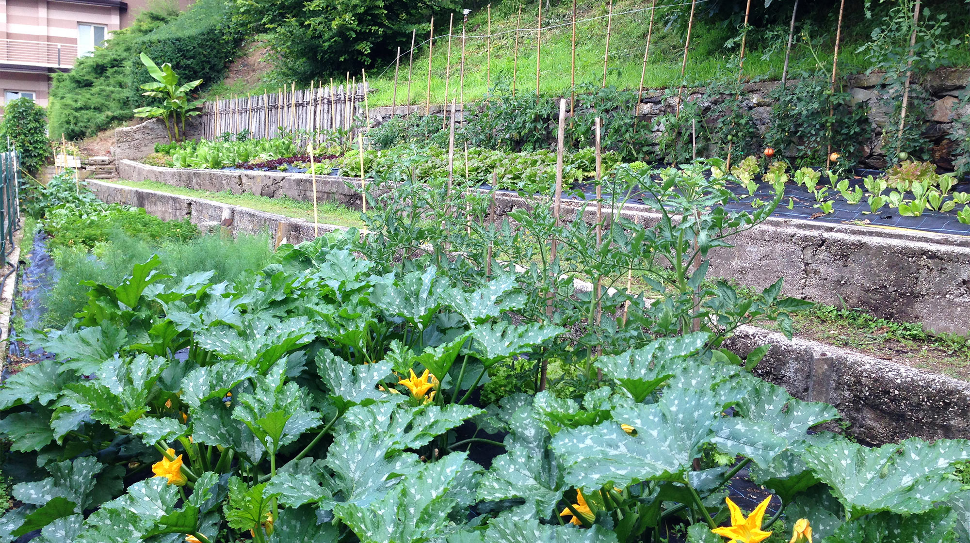 Orto del Parc Hotel Du Lac con verdure fresche e coltivazioni a terrazze, a pochi passi dal Lago di Levico